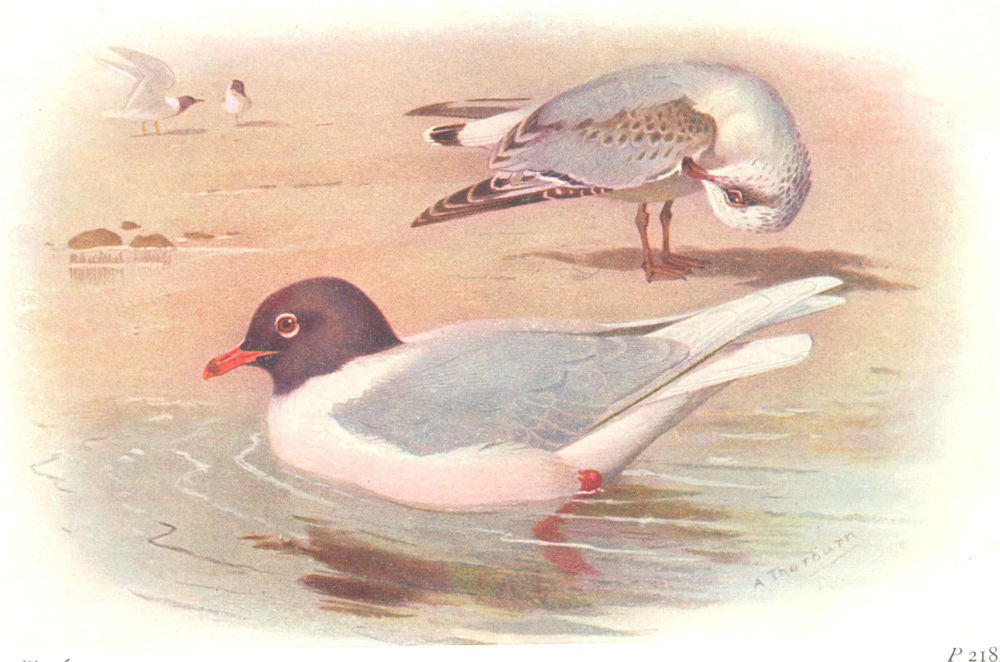 BRITISH BIRDS. Mediterranean Black-headed Gull. THORBURN 1925 old print